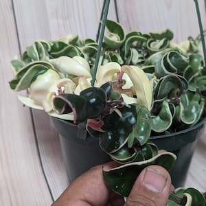 Variegated Hoya compacta in 2" Pot, 4" Pot, & 6" Hanging Pot, Variegated Hoya Hindu Rope, FREE Shipping Included, US Seller