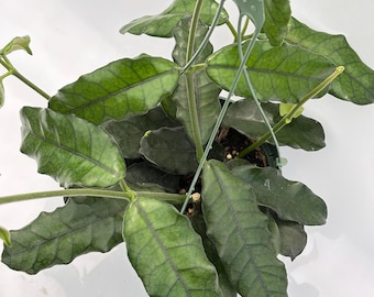 RARE Hoya Rigidifolia Variegated Unrooted Cutting (1 Node, 2