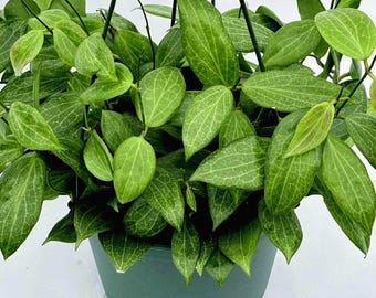 Rare Hoya Fitchii Live Plant, Rare Plant,  Easy Indoor Houseplant