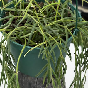 May include: A hanging basket filled with a green plant, featuring long, slender, light green leaves. The plant is in a dark green plastic pot, suspended by a green wire hanger. The plant's leaves cascade downwards, creating a full, textured appearance.
