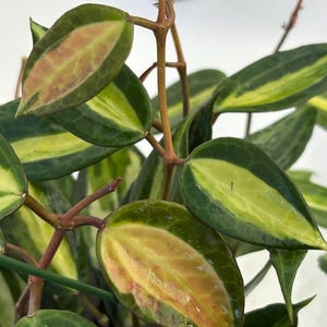 Hoya Latifolia Pot of Gold | Rare Variegated Tropical Houseplant | Large Glossy Leaves