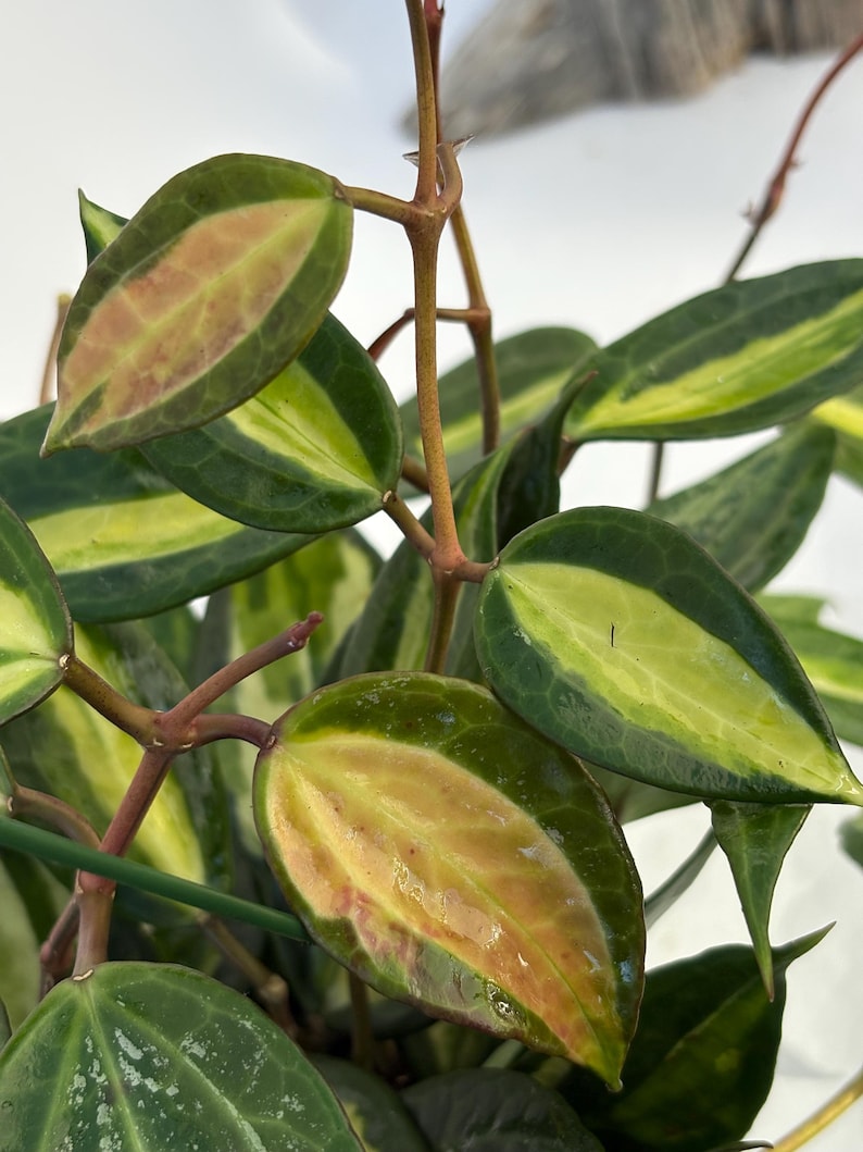 Hoya Latifolia Pot of Gold live plant| Rare Variegated Hoya |rare Hoya indoor plant |easy care Houseplant|gift plant bild 3