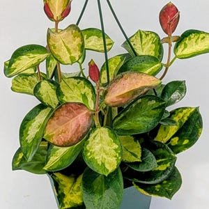 Variegated Hoya Australis Lisa | Rare Hoya Houseplant | Established Rooted Plant in Pot | Easy Care Indoor Tropical Plant | Collector Hoya