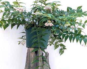 Hoya Bella Live Plant | Easy Care Trailing Hoya | Indoor Houseplant | Hanging Plant | Rare Hoya Bella