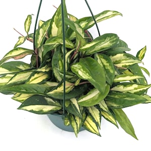 Hoya  Krimson Princess Live Plant, Starter Plant, Rare Indoor Houseplant, Easy Care Hoya, verigated hoya