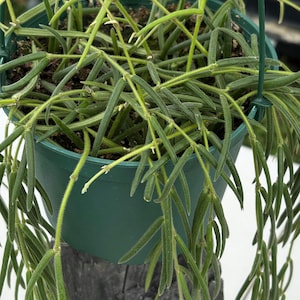 Hoya Linearis 6” hanging pot -Live Plant – Rooted – Rare Trailing Hanging Houseplant
