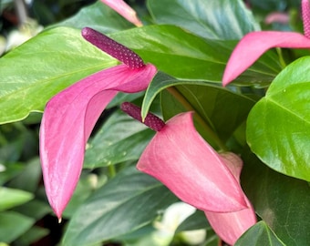 Purple Anthurium Plant – Exotic Heart-Shaped Tropical Houseplant, US Seller