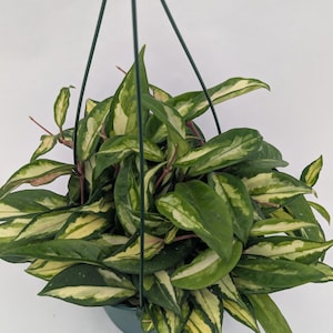 May include: A Hoya plant in a hanging pot. The plant has green leaves with creamy yellow variegation. The leaves are oval-shaped and have a waxy texture. The pot is dark green, and the hanging wires are also green.