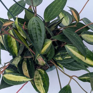 Hoya Latifolia Pot of Gold live plant| Rare Variegated Hoya |rare Hoya indoor plant |easy care Houseplant|gift plant bild 6