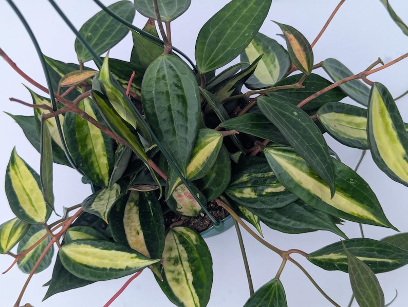 Hoya Latifolia Pot of Gold live plant| Rare Variegated Hoya |rare Hoya indoor plant |easy care Houseplant|gift plant bild 6