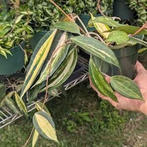 Hoya Latifolia Pot of Gold live plant| Rare Variegated Hoya |rare Hoya indoor plant |easy care Houseplant|gift plant 4"pot with 3 stem