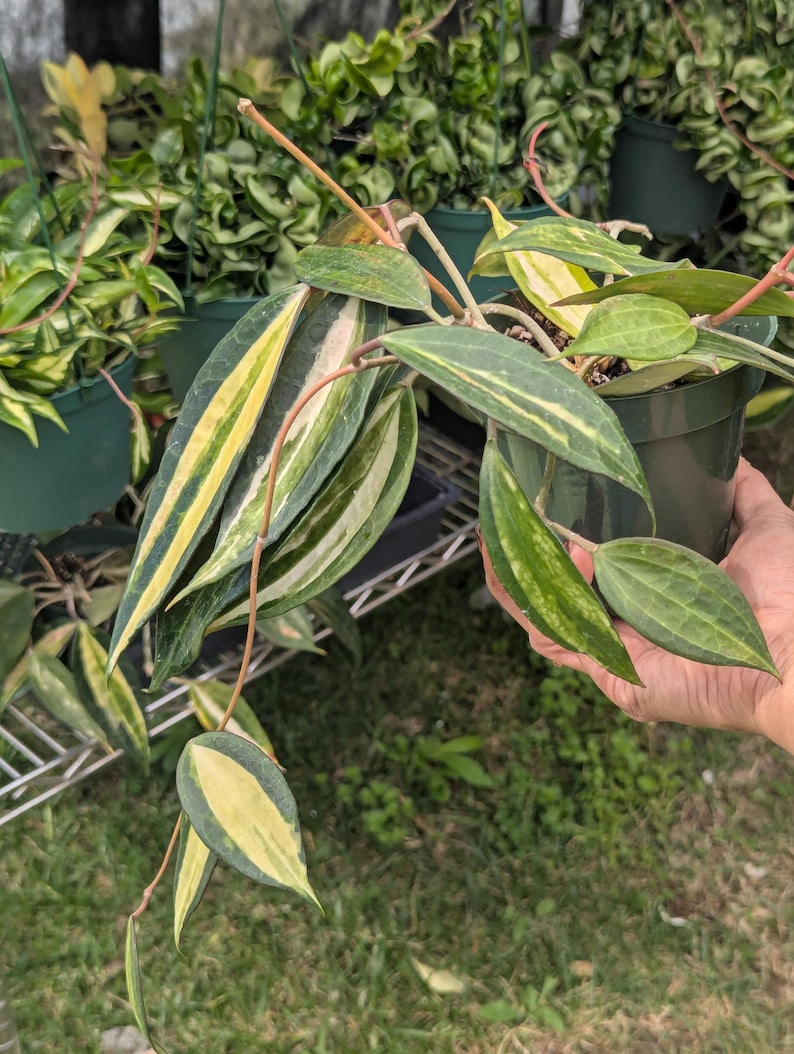 Hoya Latifolia Pot of Gold live plant| Rare Variegated Hoya |rare Hoya indoor plant |easy care Houseplant|gift plant 4"pot with 3 stem