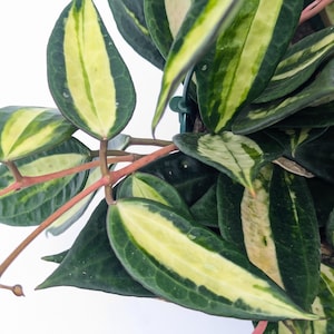 Hoya Latifolia Pot of Gold live plant| Rare Variegated Hoya |rare Hoya indoor plant |easy care Houseplant|gift plant bild 5