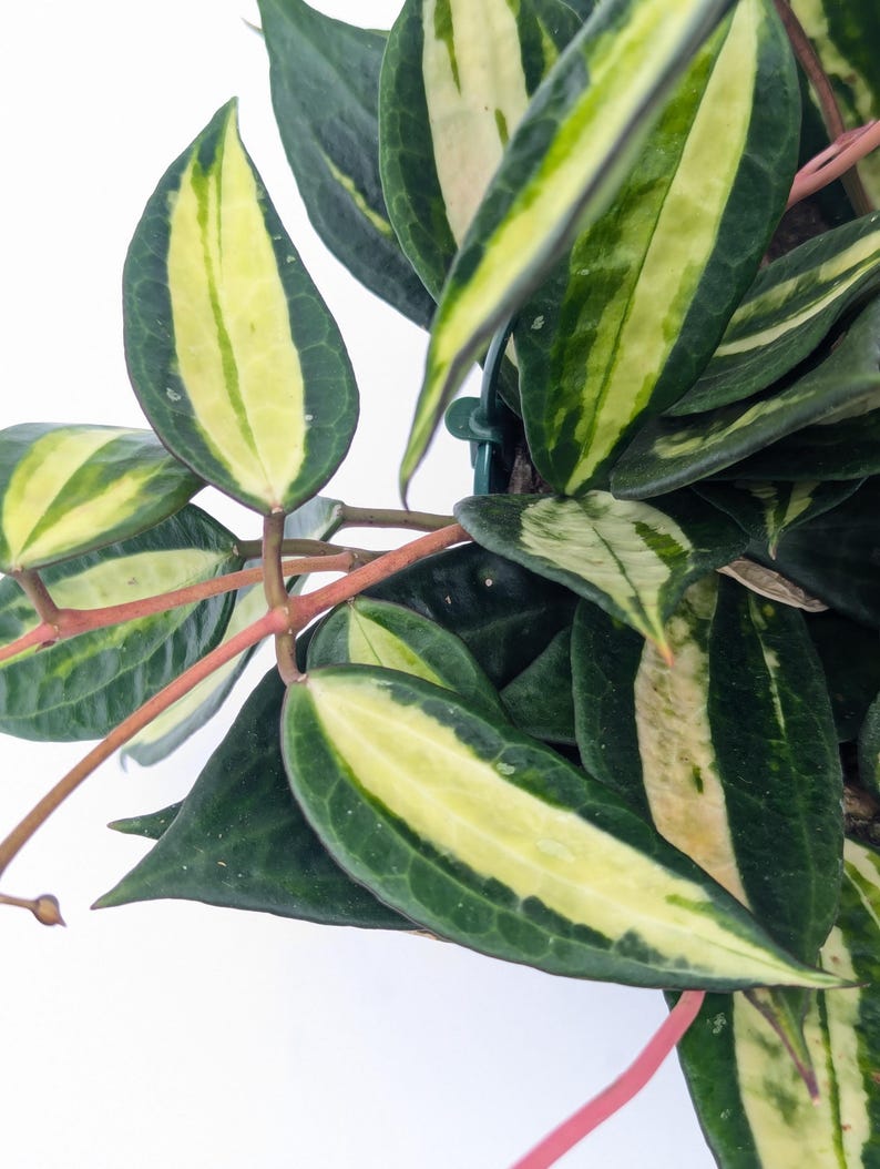 Hoya Latifolia Pot of Gold live plant| Rare Variegated Hoya |rare Hoya indoor plant |easy care Houseplant|gift plant bild 5
