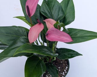 Purple Anthurium Plant – Exotic Heart-Shaped Tropical Houseplant, US Seller