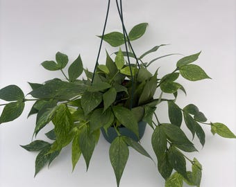 Hoya Lyi Noid - Etsy