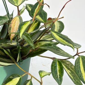 Hoya Latifolia Pot of Gold live plant| Rare Variegated Hoya |rare Hoya indoor plant |easy care Houseplant|gift plant bild 2