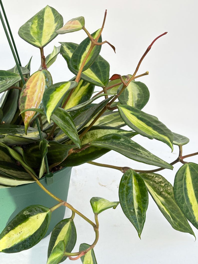 Hoya Latifolia Pot of Gold live plant| Rare Variegated Hoya |rare Hoya indoor plant |easy care Houseplant|gift plant bild 2