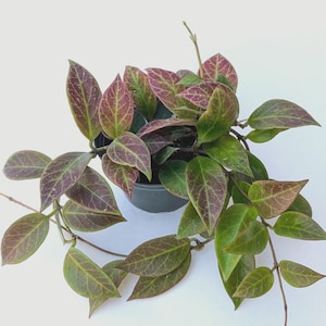 May include: A Hoya plant in a dark plastic pot with trailing vines and pointed, ovate leaves. The foliage displays a mix of deep green and reddish-purple hues, featuring prominent, light-colored veins that create a distinct, intricate network pattern.