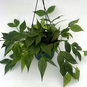 Rare Hoya Polyneura Fishtail Plant | Rare Trailing Houseplant, Easy Care Vine|Hoya mermaid