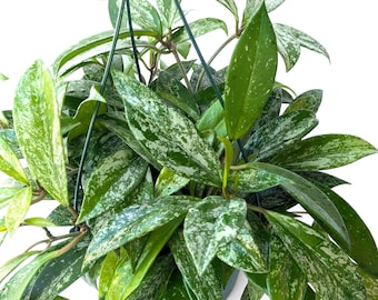 Hoya Pubicalyx silver Splash Live Plant | Rare Wax Plant | Silver Splash Leaves | Easy Care Indoor Houseplant |