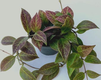 Hoya Sunrise Live Plant | Rare Hoya Houseplant | 4 Inch Pot  | Easy Care Indoor Plant | Collector's Tropical Plant