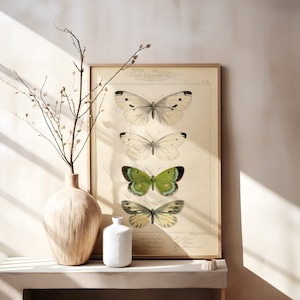 Vintage Butterfly Botanical Illustration Poster Print
