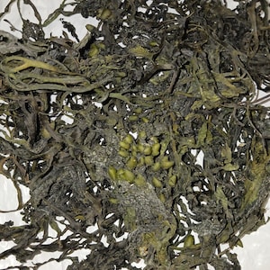 Bladderwrack (Fucus vesiculosus, Ireland) Dried, Whole, Wildcrafted.