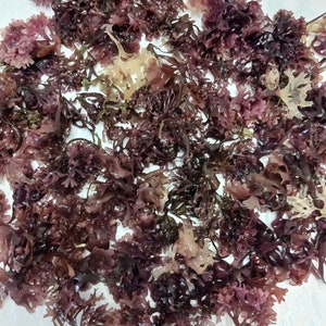 Irish Moss (Chondrus Crispus, Maine) Dried, *Authentic* Wildcrafted.