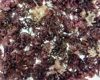 Irish Moss (Chondrus Crispus, Maine) Dried, *Authentic* Wildcrafted.