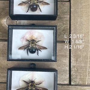 May include: Three framed bee specimens. Each bee is displayed in a black frame against a white background. The dimensions of the middle frame are L 2 3/16", W 1 5/8", and H 2 1/16". The bees have black and yellow bodies and translucent wings.