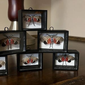 May include: A set of seven small black picture frames with glass fronts, each containing a preserved spotted lanternfly insect with red and white markings. The frames are arranged in a staggered pattern on a wooden surface.