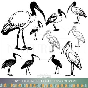 10pc Ibis Bird Doodle Clipart PNG & SVG Bundle, Cute Ibis POD Allowed Digital Art, White and Black Ibis Bird, Australian Ibis Illustration
