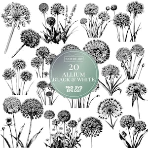 Pacote PNG gigante de Allium preto e branco de 20 unidades, Allium Floral Svg, EPS, clipart Dxf, ilustração de arte digital permitida por POD, uso comercial