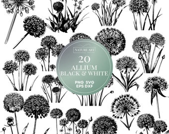 20-teiliges Riesenlauch-Schwarzweiß-PNG-Bundle, Allium Blumensteckbrief, EPS, Dxf Clipart, POD Erlaubt Digital Art Illustration, kommerzielle Nutzung