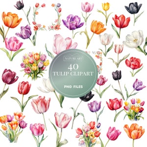 40pc Tulip PNG Bundle, Watercolor Spring Floral Clipart, Seasonal Tulipen Art, POD Allowed Digital Art Illustration for Commercial Use