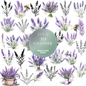 30pc aquarel lavendel PNG bundel, aquarel bloemen clipart, seizoensgebonden kunst, POD toegestaan digitale kunst illustratie voor commercieel gebruik