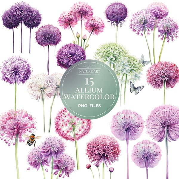 15pc Watercolor Giant Allium PNG Bundle, Water color Floral Clipart, Seasonal Art, POD Allowed Digital Art Illustration for Commercial Use