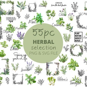 Pacchetto Mega PNG e SVG a base di erbe da 55 pezzi, clipart di spezie acquerello, erbe da cucina, illustrazione di arte digitale consentita POD per uso commerciale