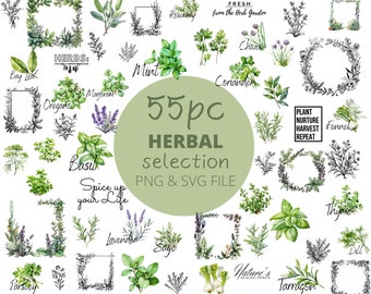 55-teiliges Kräuter-Mega-PNG- und SVG-Paket, Aquarell-Gewürz-Clipart, Küchenkräuter, POD erlaubte digitale Kunstillustration für kommerzielle Nutzung