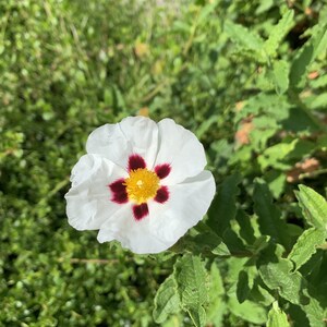May include: A white flower with a yellow centre and five red spots on the petals. The flower is in focus and the background is blurred.