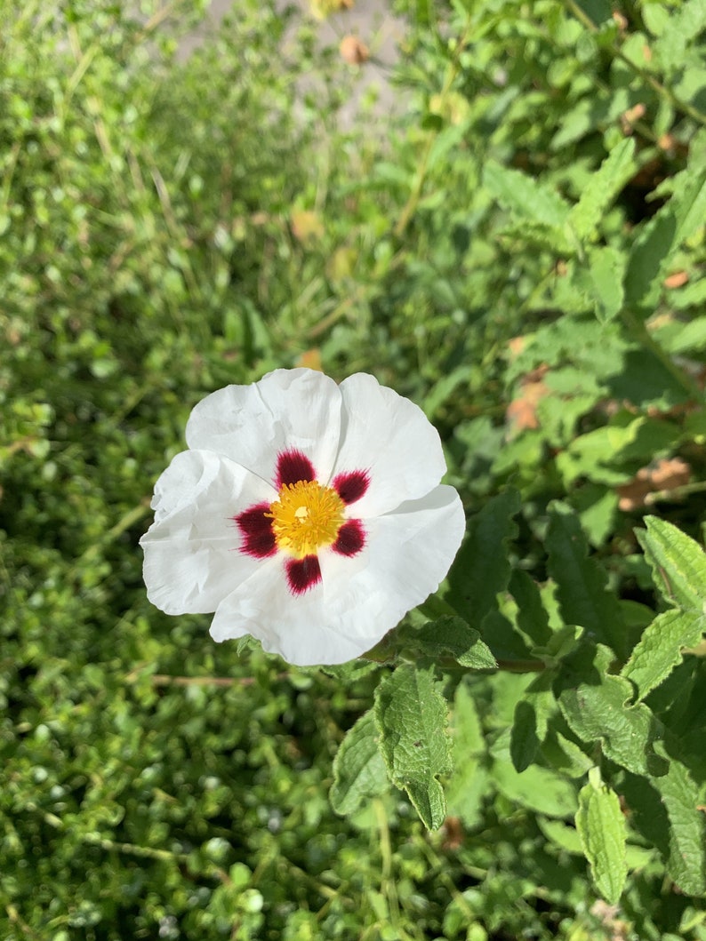 May include: A white flower with a yellow centre and five red spots on the petals. The flower is in focus and the background is blurred.