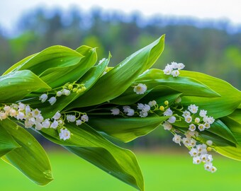 Lily of the Valley Attar Perfume Oil: Fresh Floral Unisex