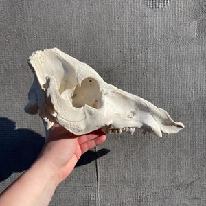 sus scrofa domesticus anatomy skull, vet study, pig skull, boar skull