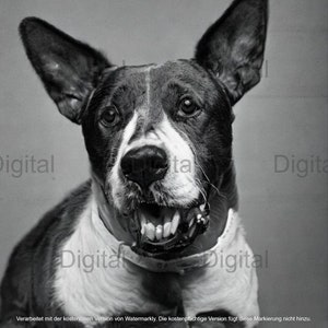 Design Deco Digital Dog Download
