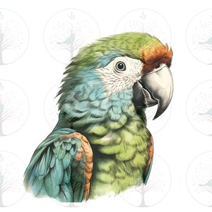 Colorful Parrot Design, T-Shirt Sublimation File, Illustrated Bird Clipart, Transparent Background, Multi-Use, Instant PNG Digital File