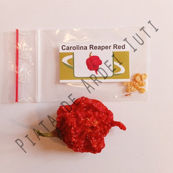 Carolina Reaper Red Hot Pepper / Beste Qualität Samen Bonus für jede gekaufte getrocknete Paprika / Chilischote / Super scharfer Chili / Getrocknete Paprikaschote