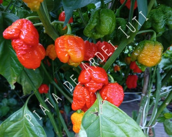 Trinidad Moruga Scorpion Rote Chilischote/Qualitätssamen Bonus für jede gekaufte getrocknete Paprika/Super scharfe Chili/Getrocknete scharfe Paprika