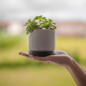 May include: A hand holding a small white planter with a succulent plant. The plant has green leaves and is in focus. The background is blurred and out of focus.