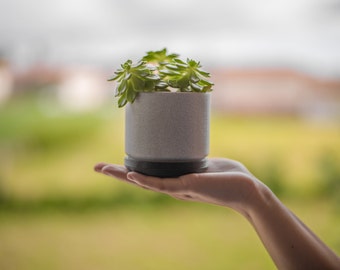 May include: A hand holding a small white planter with a succulent plant. The plant has green leaves and is in focus. The background is blurred and out of focus.